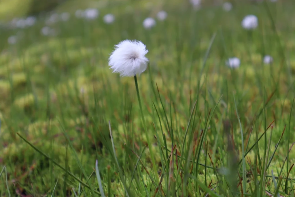 kerlingarfjöllflower