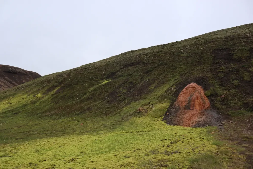 kerlingarfjöllmoss