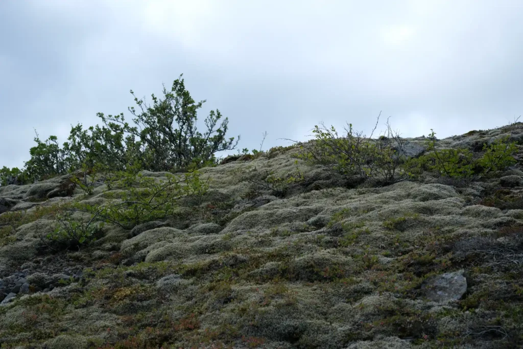 icelandic-mosses