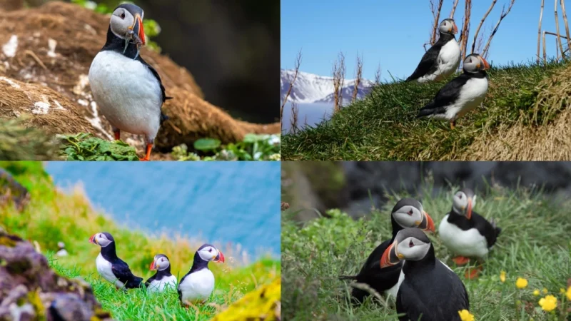 puffins-in-iceland