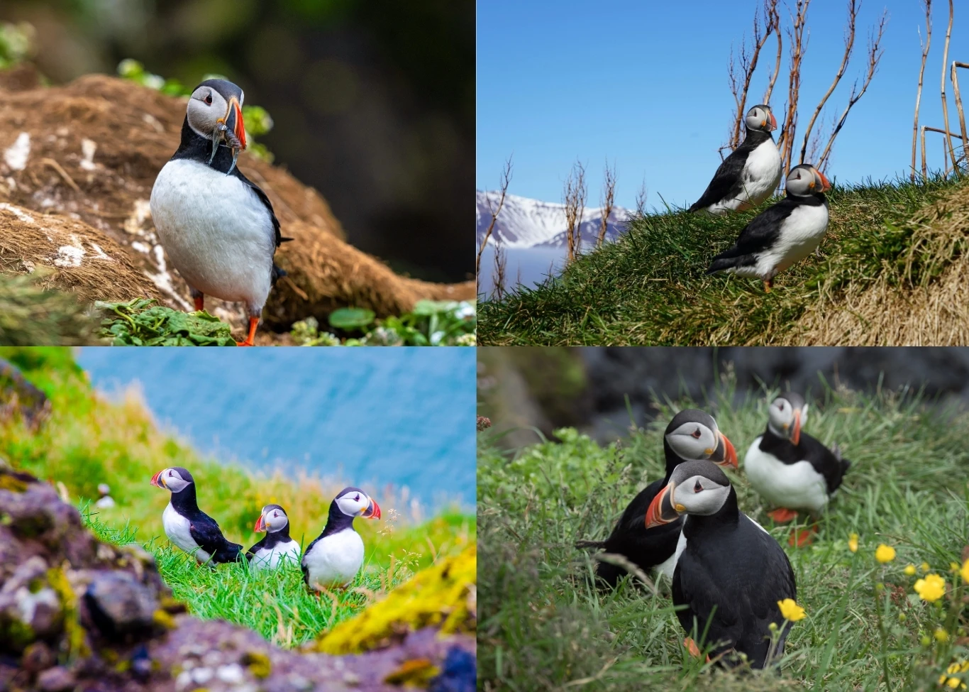 puffins-in-iceland