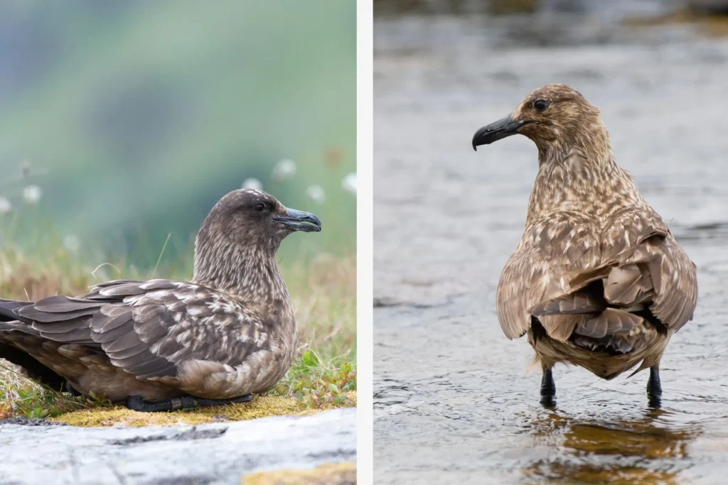 great-skua