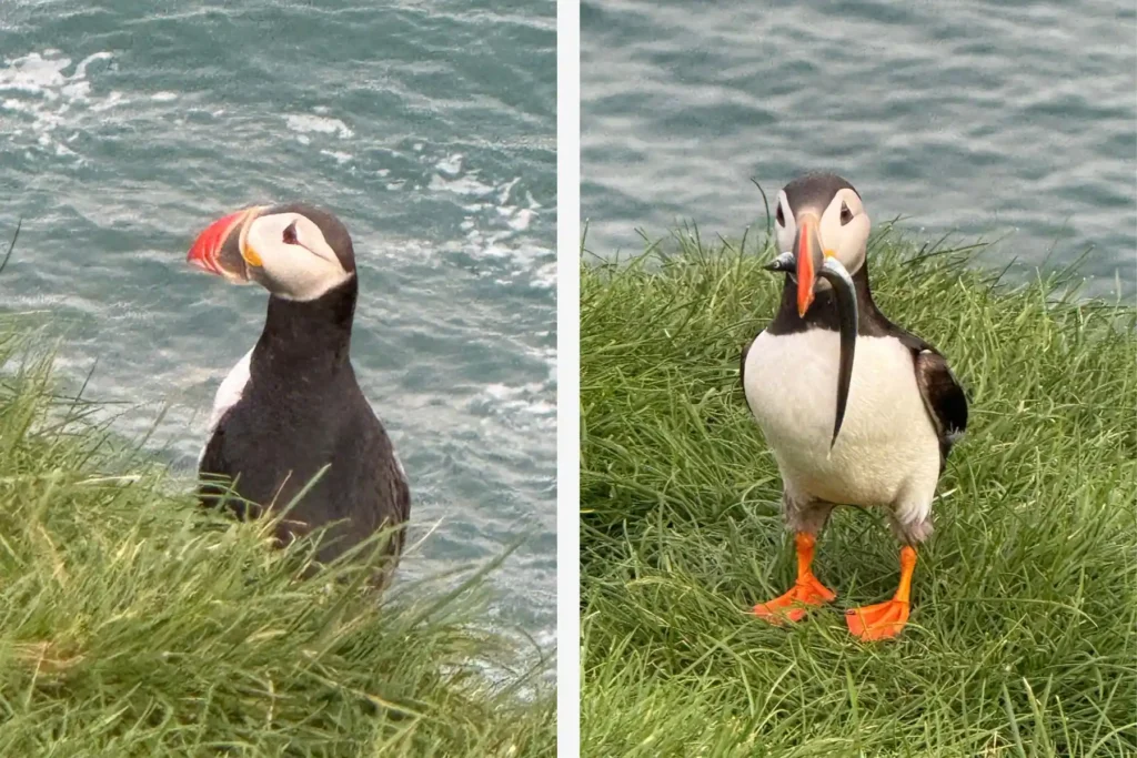 puffins-of-iceland